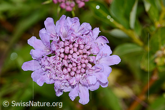 Foto: Glänzende Skabiose (Scabiosa lucida). Blüte. Ansicht von oben.
