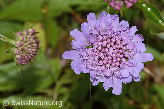 Photo: Scabiosa lucida. Blossom. View from above.