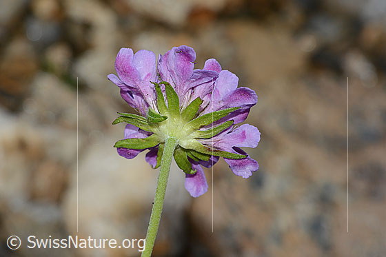 Foto: Glänzende Skabiose (Scabiosa lucida). Kelchblätter und Stängel. Ansicht von schräg unten.