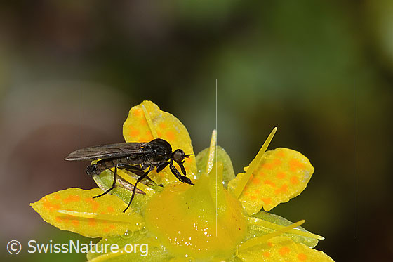 Foto: Tanzfliege der Gattung Hilara auf Bewimpertem Steinbrech (Saxifraga aizoides). Länge 5mm. Männchen. Ansicht von der Seite.
