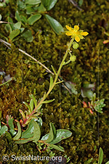 Foto: Bewimperter Steinbrech (Saxifraga aizoides). Ganze Pflanze (Habitus). Einzelnes Exemplar. Die grünen Blätter im Vordergrund gehören zu einer anderen Plflanze.