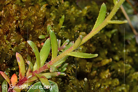 Photo: Saxifraga aizoides. Stem and stem leaves.