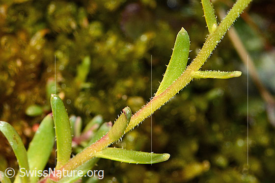 Photo: Saxifraga aizoides. Stem and stem leaves.