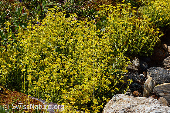 Photo: Saxifraga aizoides. Whole plant (habiti).