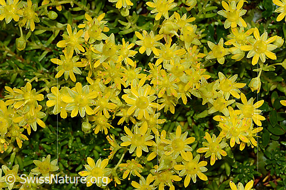 Photo: Saxifraga aizoides. Blossoms.