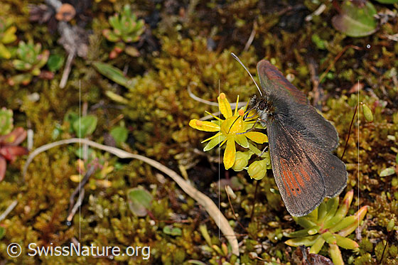 Photo: Erebia tyndarus auf Bewimpertem Steinbrech (Saxifraga aizoides). Wings open. View diagonally from the front.