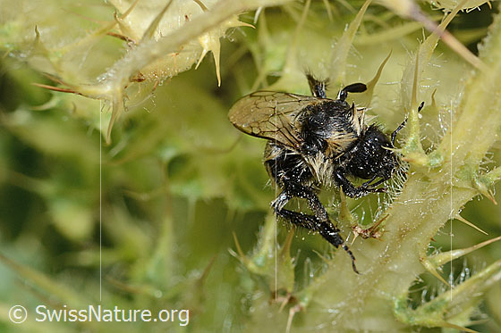 Foto: Nasser Berghummel (Bombus mesomelas) auf Alpen-Kratzdistel (Cirsium spinosissimum). Länge 15mm. Ansicht von vorne.