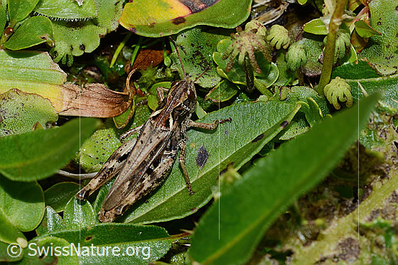 Photo: Gomphocerus sibiricus. Length 19mm. Female. View from diagonally above.