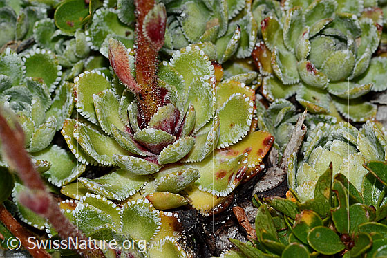 Photo: Saxifraga paniculata. Leaf rosetten and leaves.