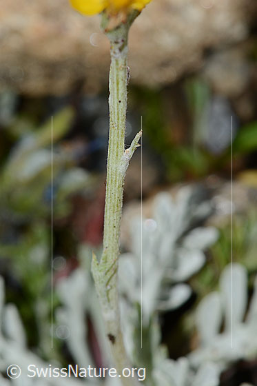 Foto: Graues Greiskraut (Senecio incanus). Stängel und Stängelblätter.