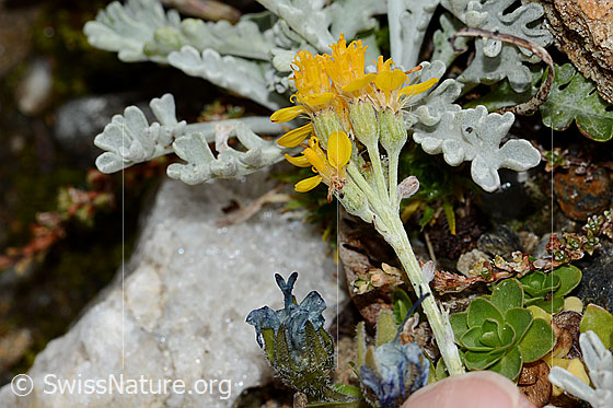 Foto: Graues Greiskraut (Senecio incanus). Blüten, Blütenkelche und Stängel.