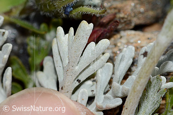Foto: Graues Greiskraut (Senecio incanus). Blattunterseite.