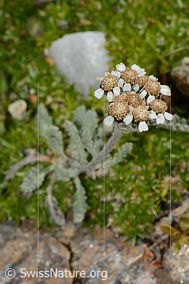 Foto: Zwerg-Schafgarbe (Achillea nana). Ganze Pflanze (habitus). Ansicht von oben.