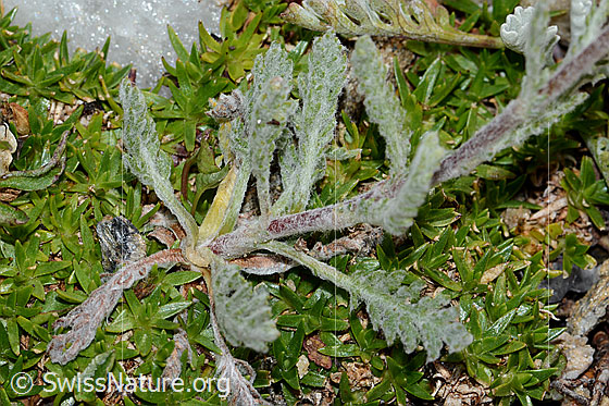 Photo: Achillea nana. Leaves and stem.