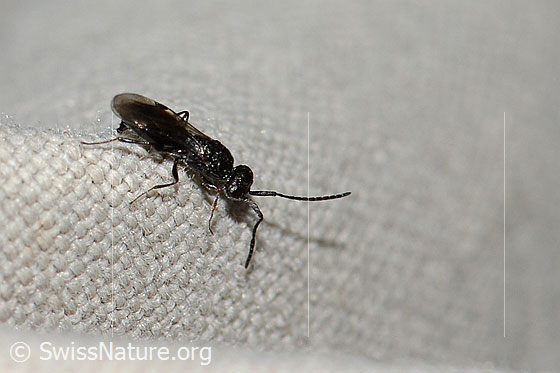 Foto: Wespe aus der Familie der Megaspilidae. Länge 4mm. Ansicht von der Seite.
