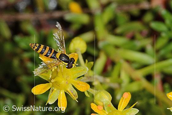 Photo: Sphaerophoria scripta on Saxifraga aizoides. View from above.