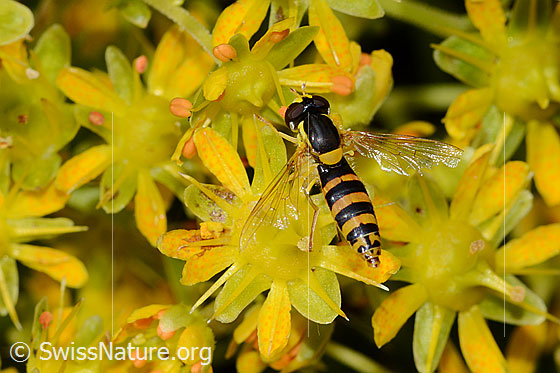 Photo: Sphaerophoria scripta on Saxifraga aizoides. View from above.