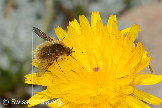 Photo: Bombylius cinerascens. Length 10mm. Female. View diagonally from the front.