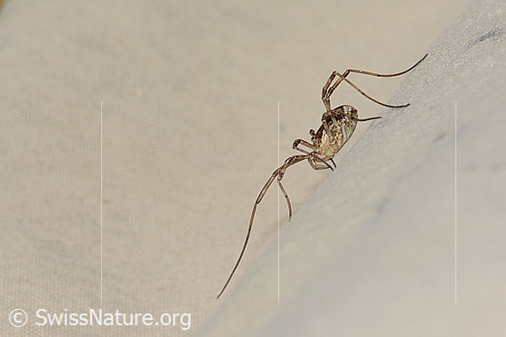 Foto: Wahrscheinlich Gemeiner Gebirgsweberknecht (Mitopus morio). Ansicht von der Seite.
