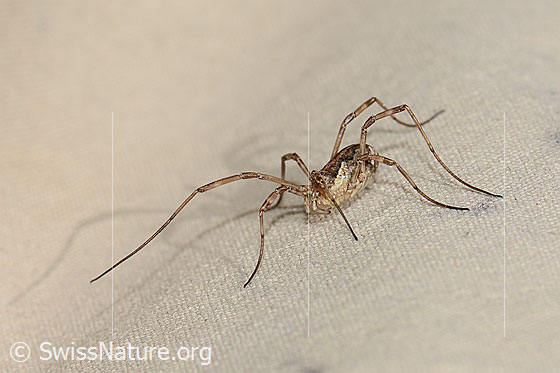 Photo: Probably Mitopus morio. View from diagonally above.