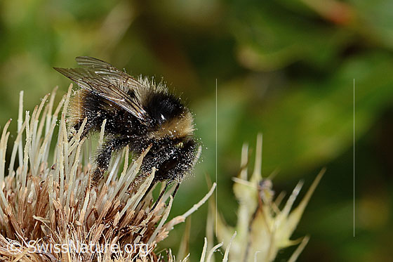 Foto: Berglandhummel (Bombus monticola) auf Alpen-Kratzdistel (Cirsium spinosissimum). Länge 16mm. Ansicht von der Seite.