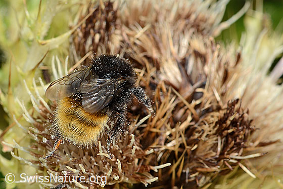Foto: Bergwald-Hummel (Bombus wurflenii) auf Alpen-Kratzdistel (Cirsium spinosissimum). Länge 15mm. Ansicht von oben.