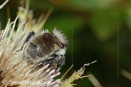 Foto: Berghummel (Bombus mesomelas) auf Alpen-Kratzdistel (Cirsium spinosissimum). Länge 15mm. Ansicht von hinten.