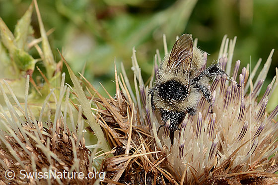 Photo: Bombus mesomelas auf Alpen-Kratzdistel (Cirsium spinosissimum). Length 15mm. Top view from the front.