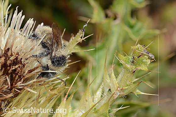 Foto: Berghummel (Bombus mesomelas) auf Alpen-Kratzdistel (Cirsium spinosissimum). Länge 15mm. Ansicht von der Seite.