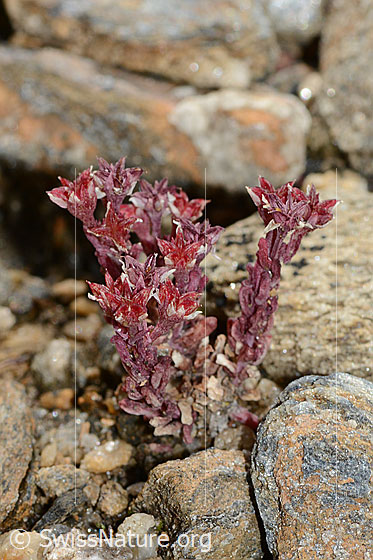 Foto: Dunkler Mauerpfeffer (Sedum atratum). Ganze Pflanze (Habitus).