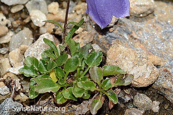 Photo: Campanula cochleariifolia. Leaves.