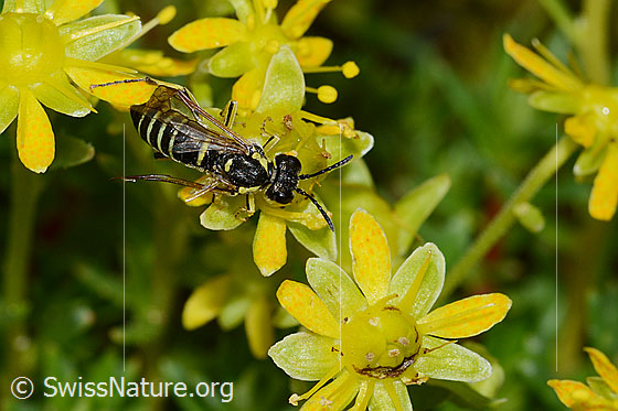 Photo: Probably Tenthredo brevicornis on Saxifraga aizoides. Length 12mm. View from above.