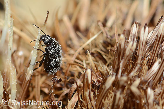 Foto: Dasytes obscurus (Wollhaarkäfer) auf Alpen-Kratzdistel (Cirsium spinosissimum). Länge 5.5mm. Ansicht von seitlich vorne.