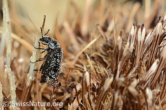 Foto: Dasytes obscurus (Wollhaarkäfer) auf Alpen-Kratzdistel (Cirsium spinosissimum). Länge 5.5mm. Ansicht von der Seite.