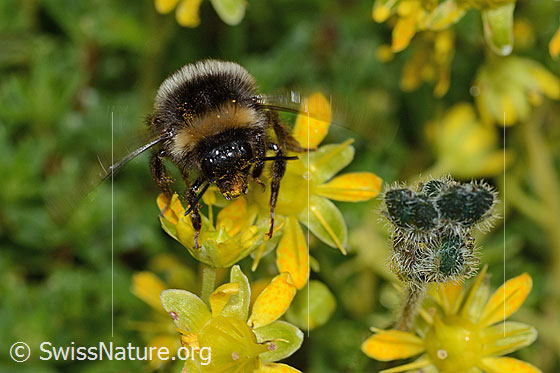 Foto: Wahrscheinlich Hellgelbe Erdhummel (Bombus lucorum) auf Bewimpertem Steinbrech (Saxifraga aizoides). Länge 16mm. Flügel in Bewegung. Ansicht von vorne.