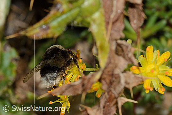 Photo: Probably Bombus lucorum on Saxifraga aizoides. Length 16mm. View from behind.