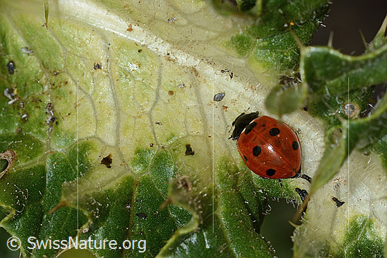 Foto: Siebenpunkt-Marienkäfer (Coccinella septempunctata) auf Alpen-Kratzdistel (Cirsium spinosissimum). Länge 8mm. Ansicht von oben.
