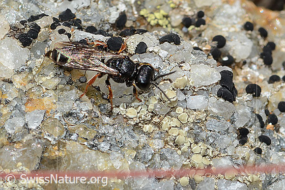 Foto: Wahrscheinlich Crabro alpinus (Grabwespe). Länge 10mm. Weibchen. Ansicht von vorne oben.