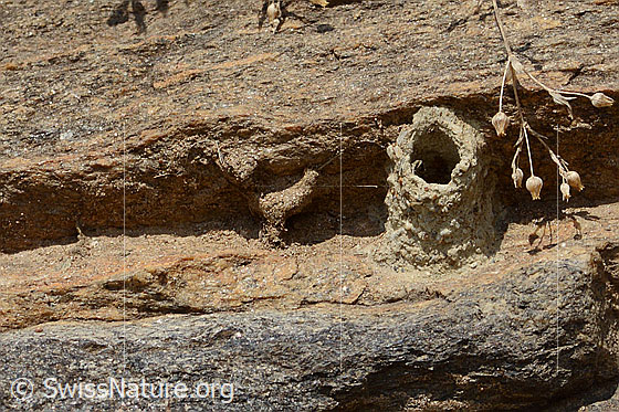 Foto: Wahrscheinlich Brutzelle der Schwarzen Mörtelbiene (Megachile parietina). Durchmesser der Öffnung 7mm. Höhe 20mm.