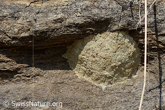 Foto: Wahrscheinlich Nest der Schwarzen Mörtelbiene (Megachile parietina). Durchmesser 6cm.