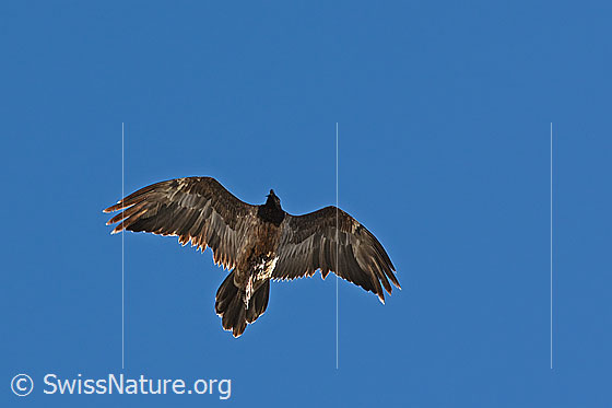 Photo: Gypaetus barbatus in flight. Wings bent. View from diagonally below.