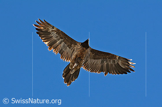 Photo: Gypaetus in flight. Wings open. View from diagonally below.