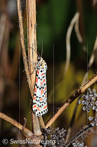 Foto: Harlekinbär (Utetheisa pulchella). Wird auch Punktbär gennant. Ansicht von der Seite. In der Schweiz nur als Wanderfalter unterwegs.