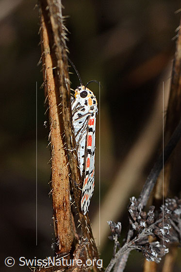 Photo: Utetheisa pulchella. Wings closed. View diagonally from the front/unten.