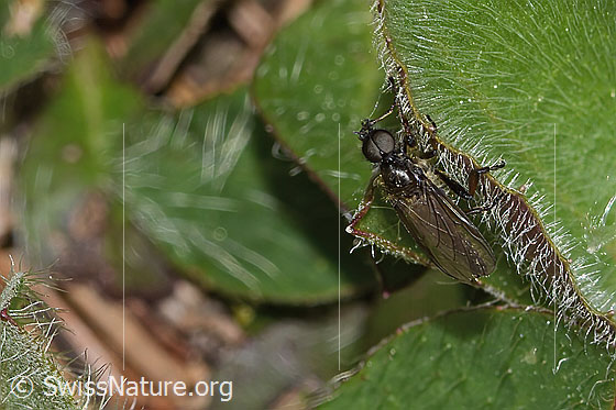 Photo: Probably Bibio lanigerus. Length 6mm. Male. View from diagonally above.