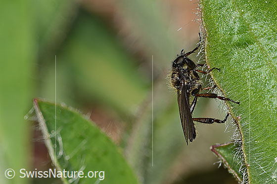 Photo: Probably Bibio lanigerus. Length 6mm. Male. View from side front.