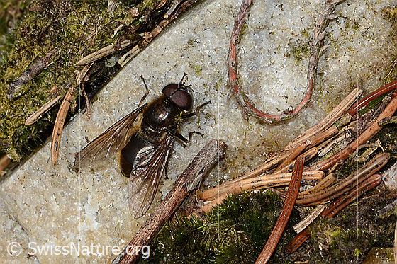 Foto: Wahrscheinlich Wiesen-Erzschwebfliege (Cheilosia chloris). Länge 11mm. Männchen. Ansicht von schräg oben.