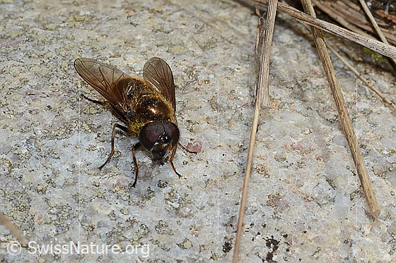 Wiesen-Erzschwebfliege (Cheilosia chloris)