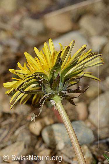 Photo: Taraxacum officinale. Stem, sepals and blossom. View from diagonally below.