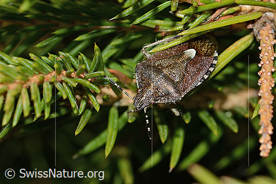 Photo: Dolycoris baccarum on Picea abies. Length 13mm. View from the side above.